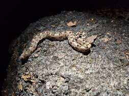 Image of Dunn's Hognose Viper