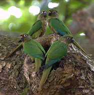 Image of Maroon-bellied Parakeet