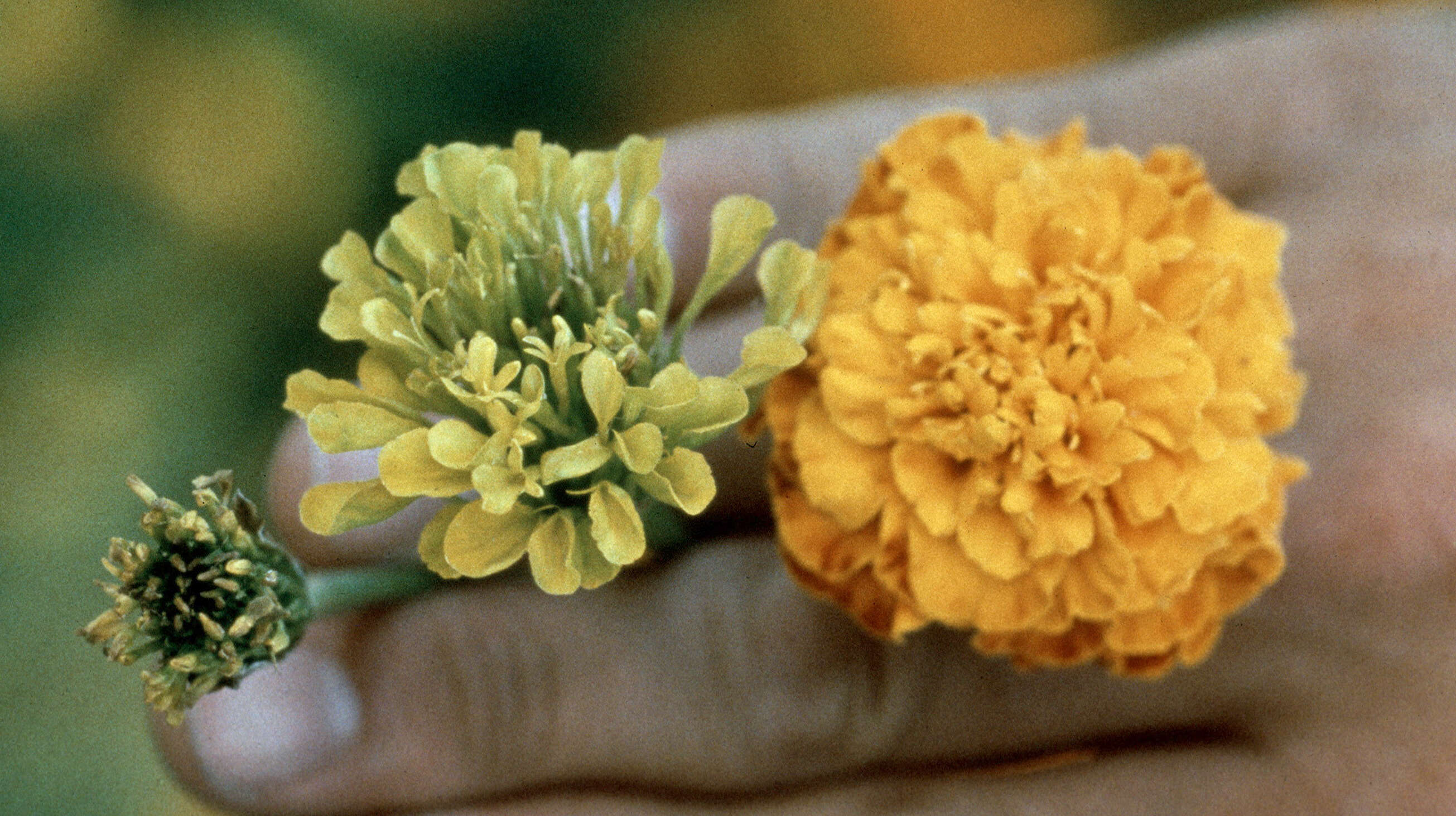 Image of ELEGANT ZINNIA