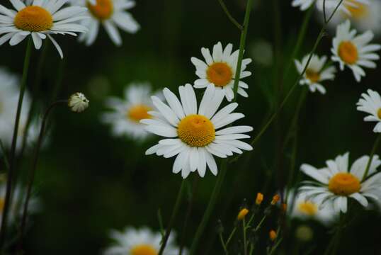 Image of Oxeye Daisy