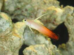 Image of Fire Dartfish