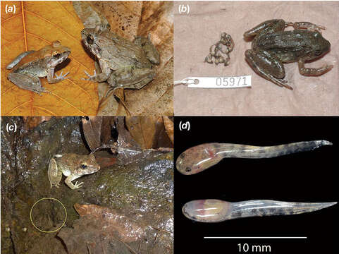 Image of Limnonectes larvaepartus Iskandar, Evans & McGuire 2014