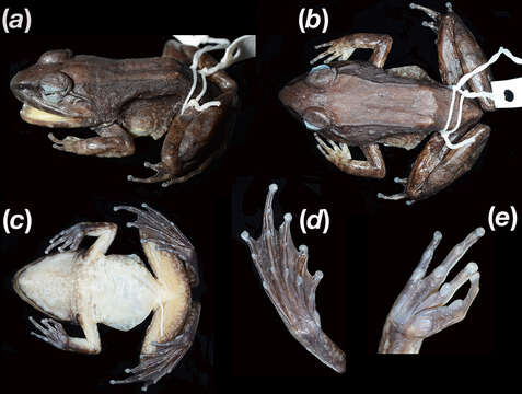 Image of Limnonectes larvaepartus Iskandar, Evans & McGuire 2014