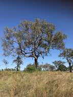 Image of Corymbia erythrophloia (Blakely) K. D. Hill & L. A. S. Johnson