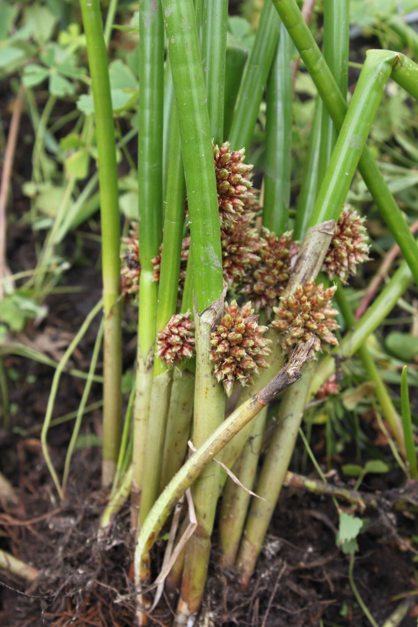 Image of Schoenoplectiella articulata (L.) Lye