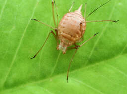 Image of pea aphid