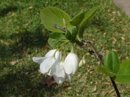 Image de Halesia diptera J. Ellis