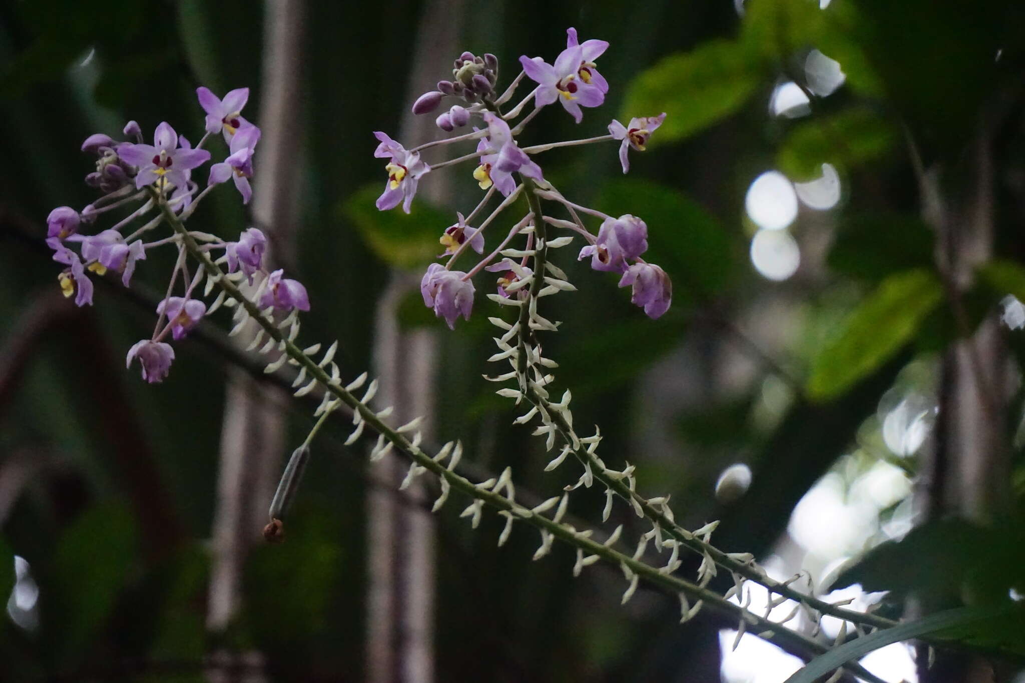 Plancia ëd Spathoglottis pacifica Rchb. fil.