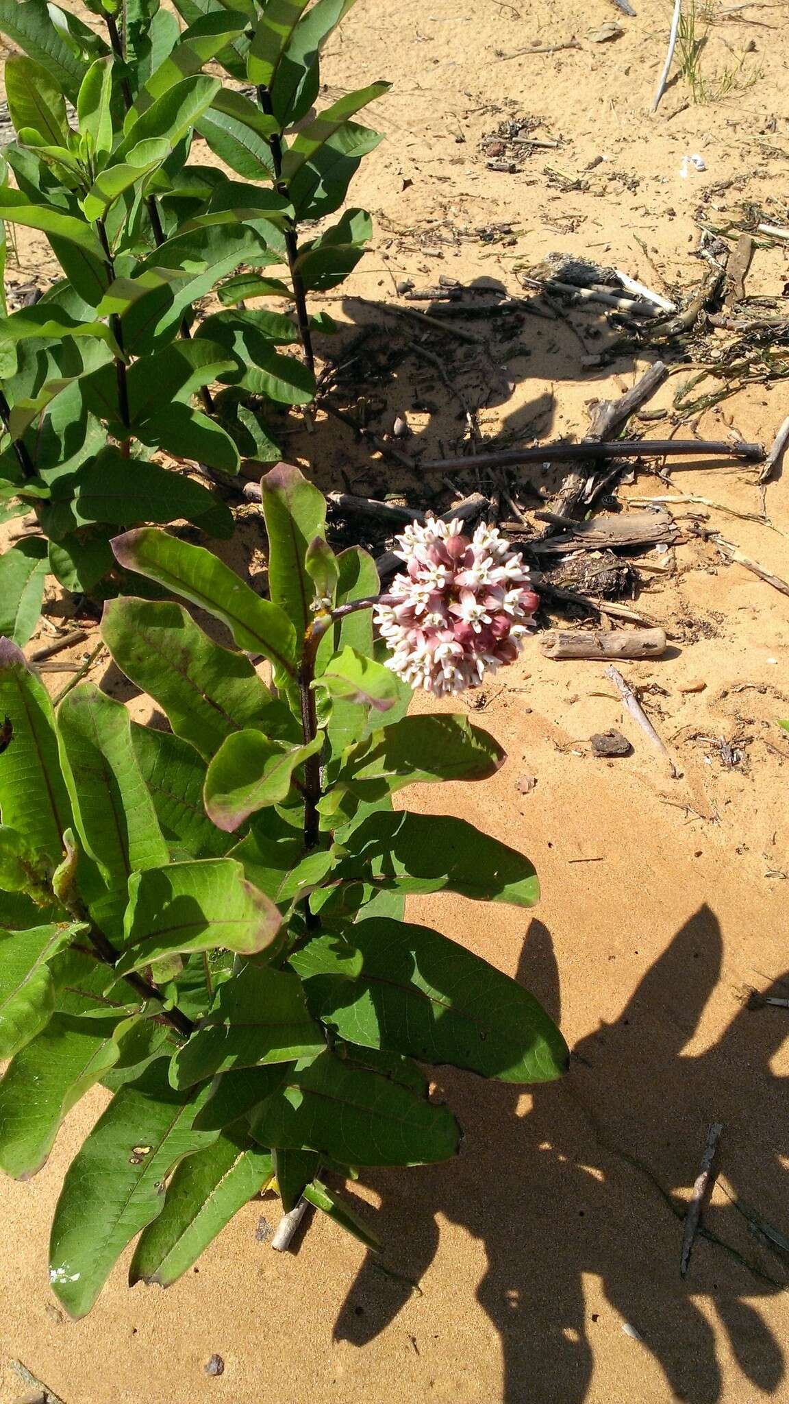 Image of common milkweed