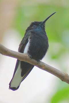 Image de Colibri demi-deuil