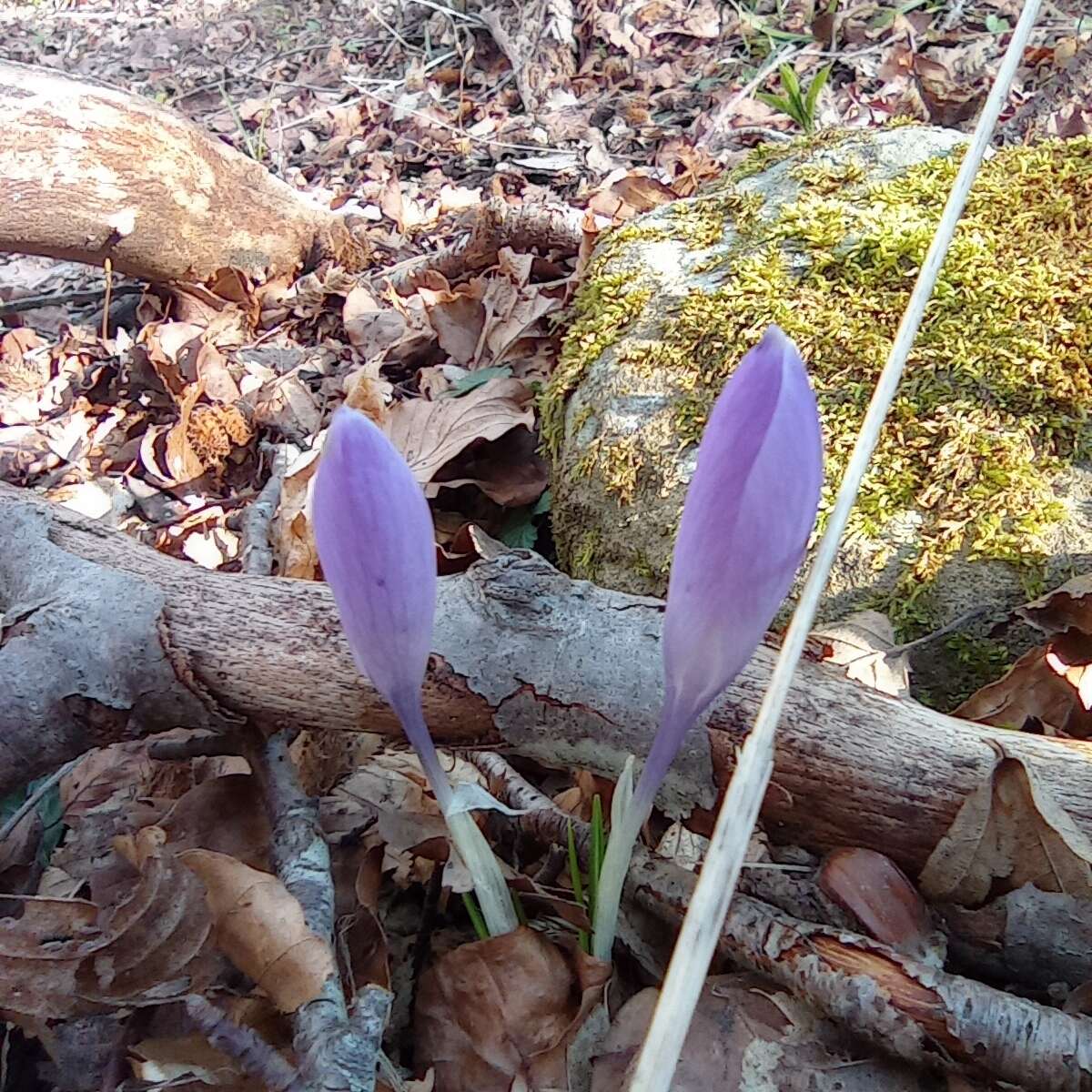 Crocus neglectus Peruzzi & Carta resmi