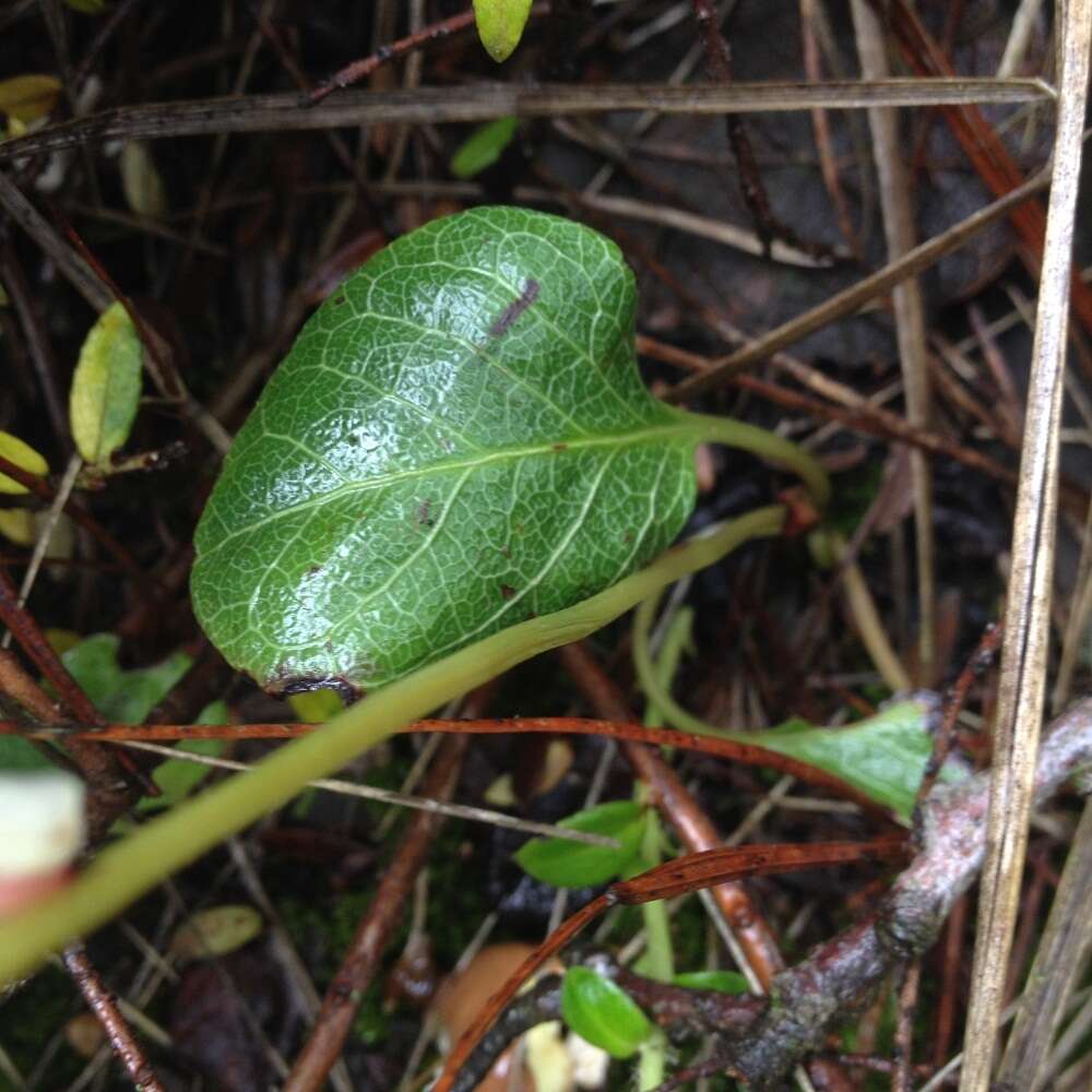 Image of Pyrola angustifolia (Alef.) Hemsley