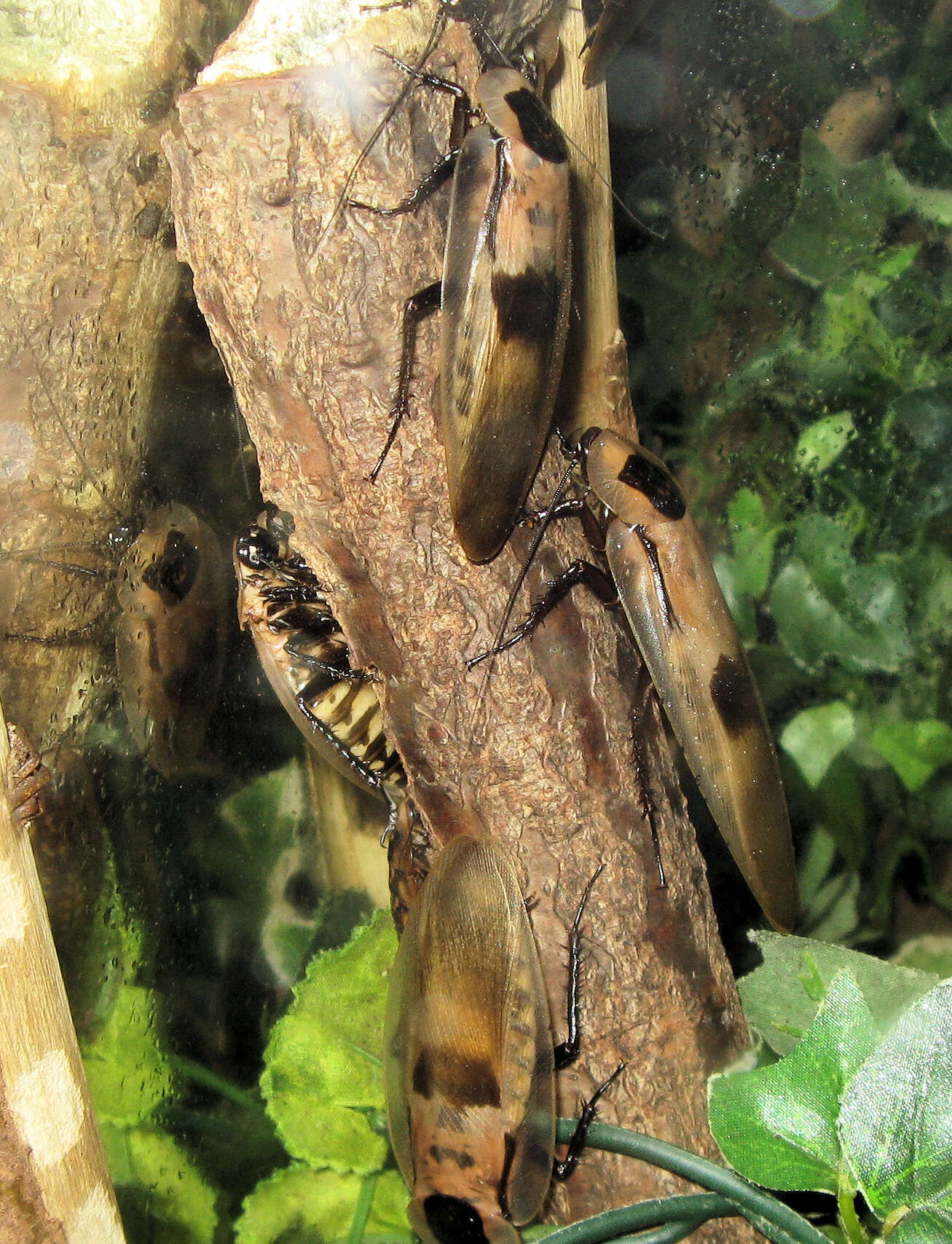 Image of Caribbean Giant Cockroach