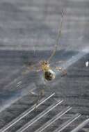 Image of White porch spider