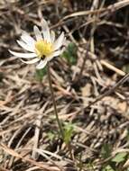 Image of Carolina anemone