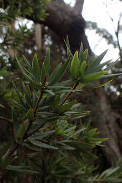 Imagem de Cyathodes platystoma C. M. Weiller