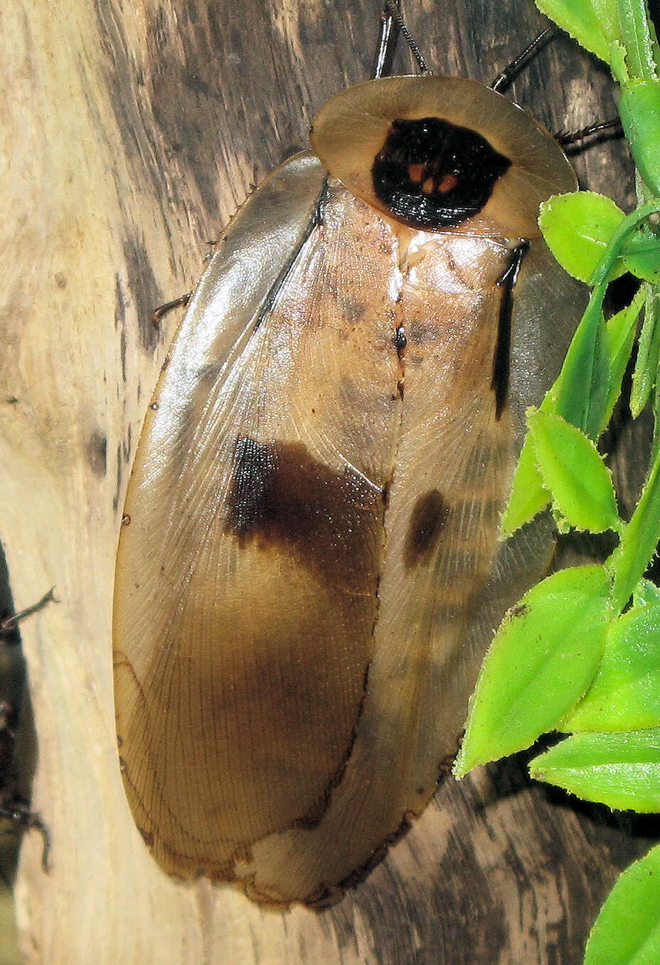 Image of Caribbean Giant Cockroach