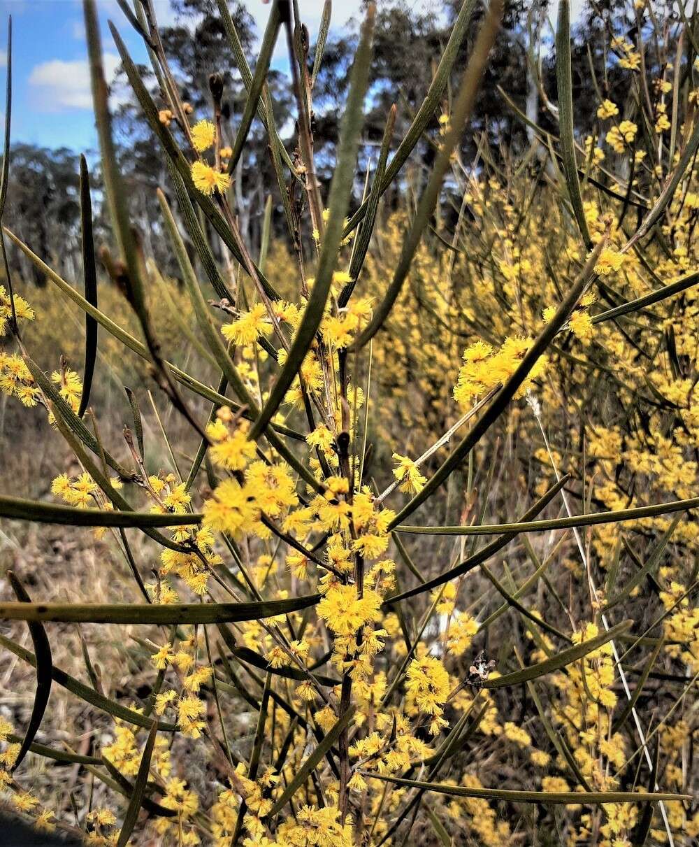 Image of Acacia dawsonii R. T. Baker