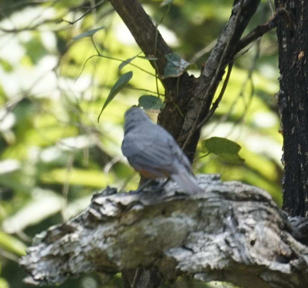 Image of Black-faced Monarch