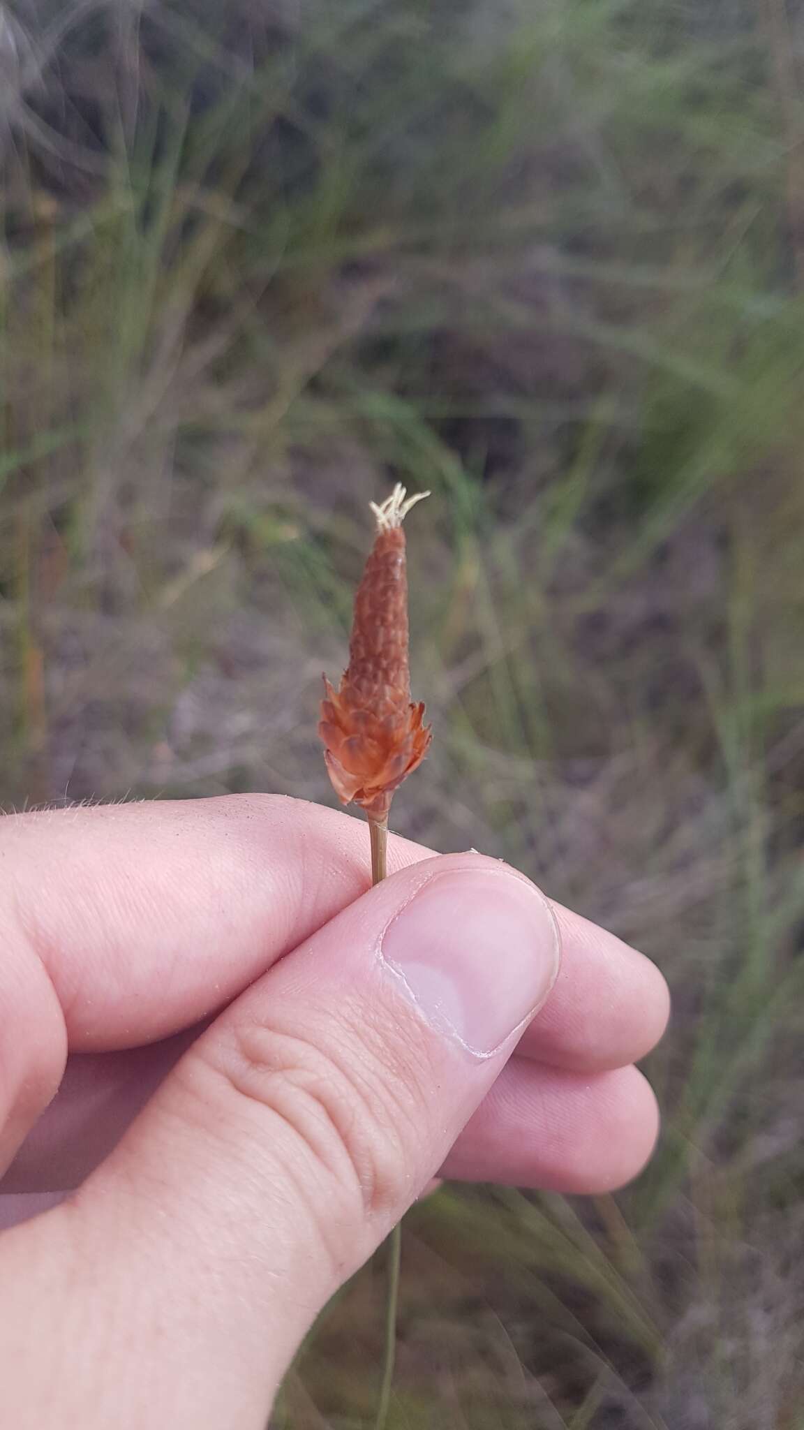 Plancia ëd Bulbostylis lanata (Kunth) Lindm.