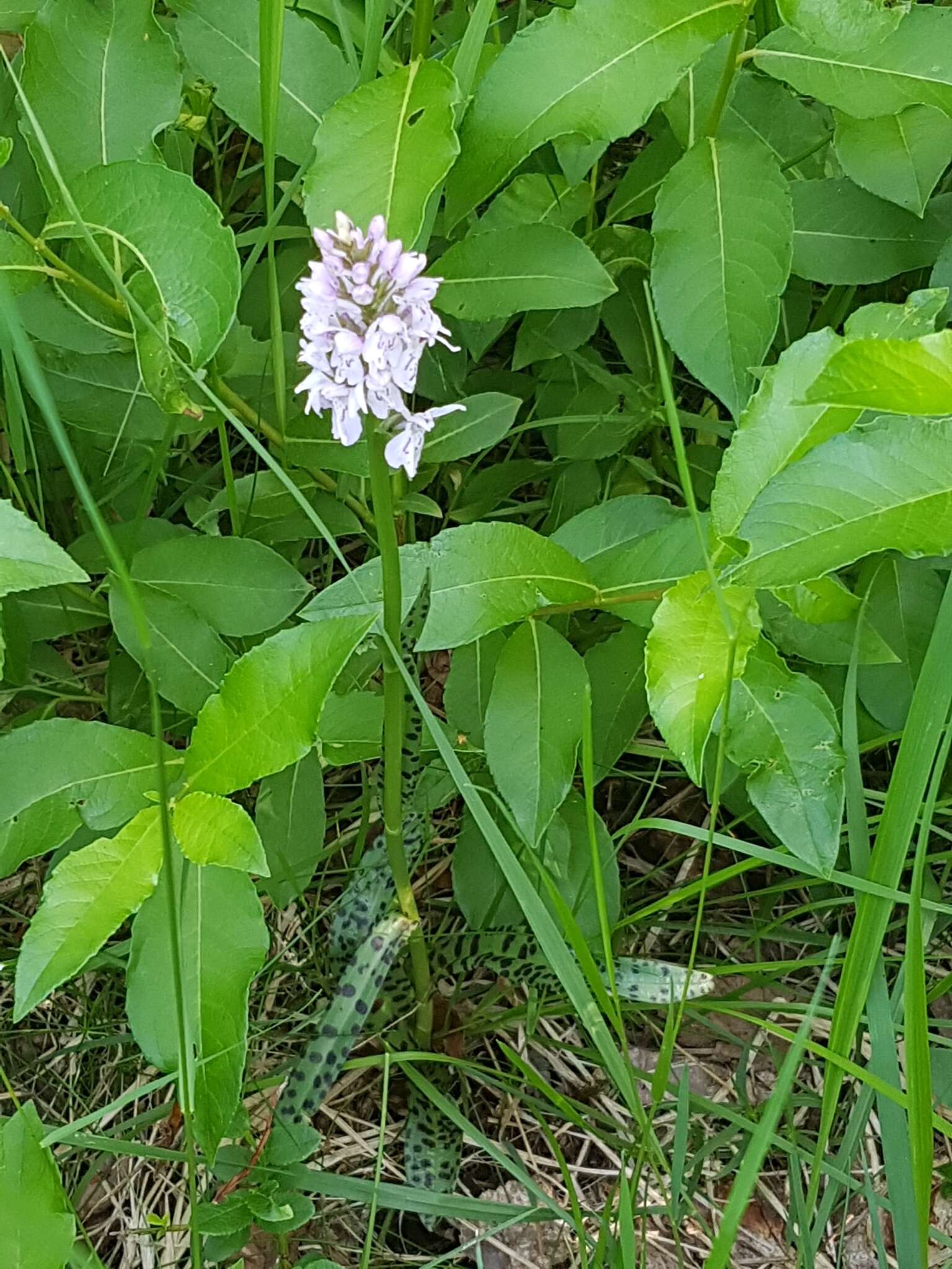 Image de Dactylorhiza maculata subsp. maculata