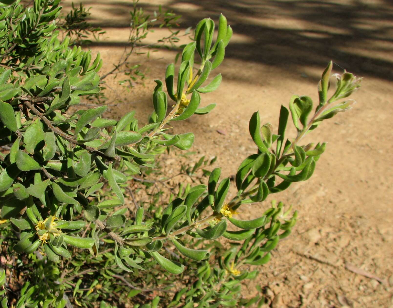 Plancia ëd Persoonia rigida R. Br.