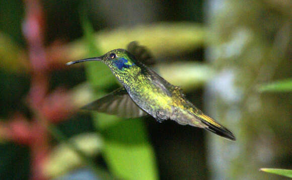 Image of violetear