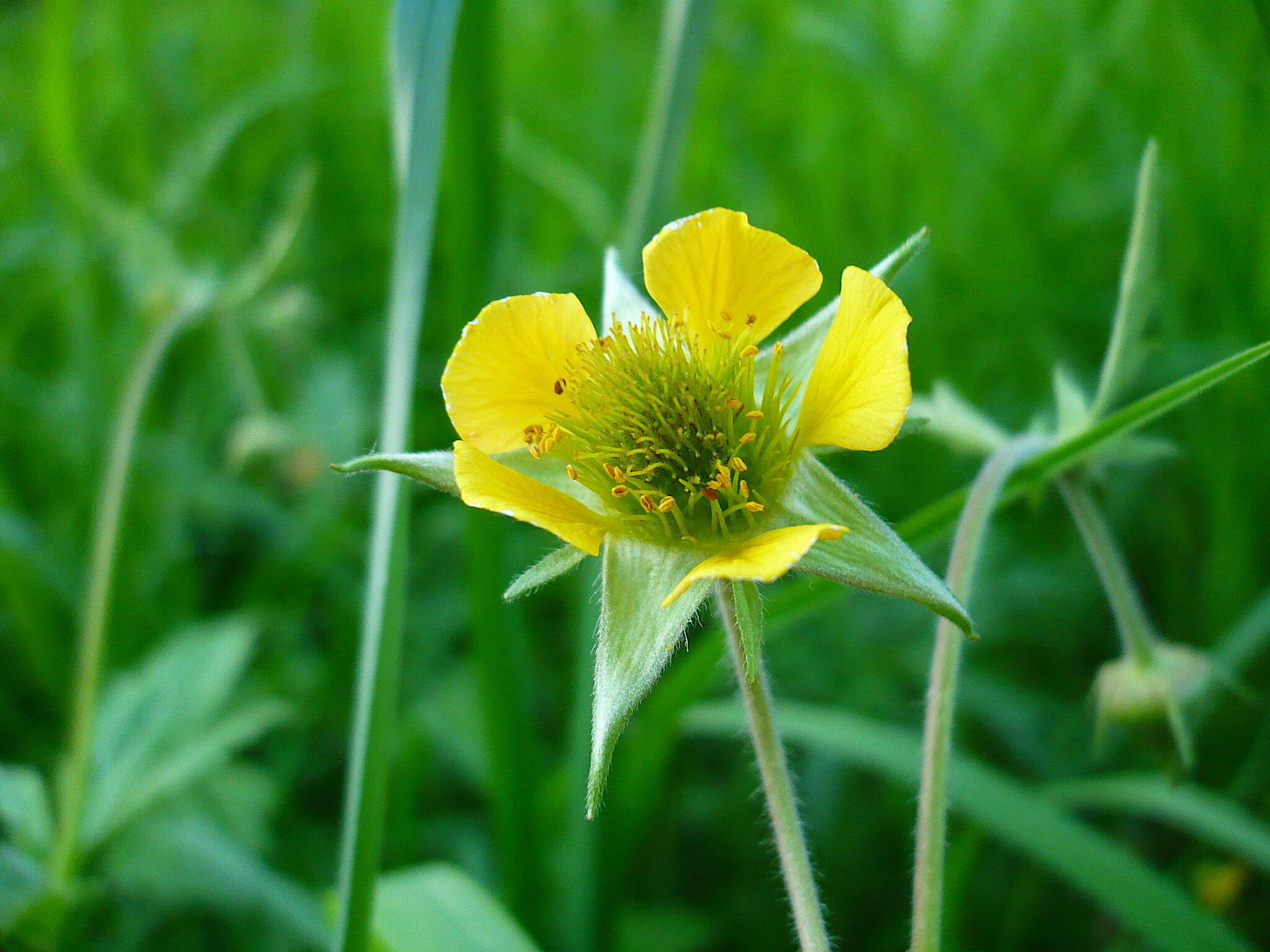 Image of Geum intermedium Ehrh.