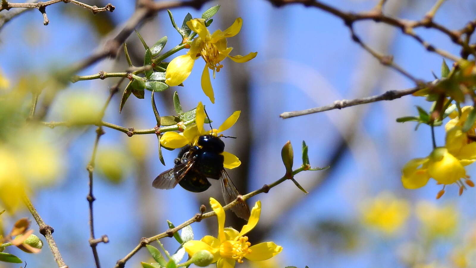 Image of Xylocopa splendidula Lepeletier 1841