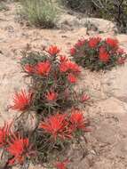 Image de Castilleja scabrida var. scabrida