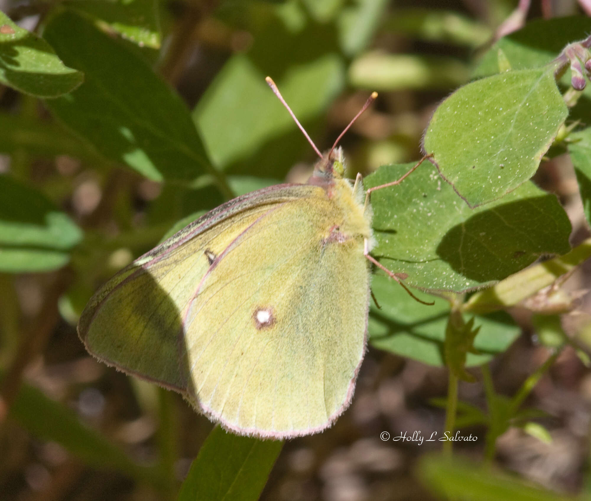 صورة Colias occidentalis Scudder 1862