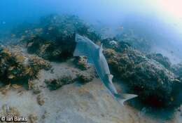 Image of White-spotted Guitarfish