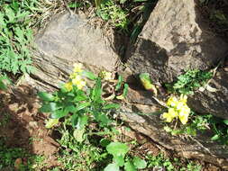 Image of Chinese mustard