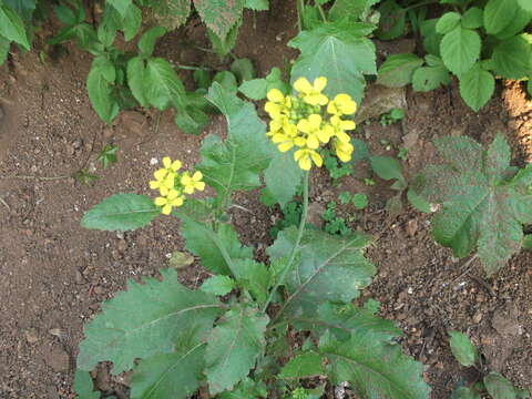 Plancia ëd Brassica juncea (L.) Czern.