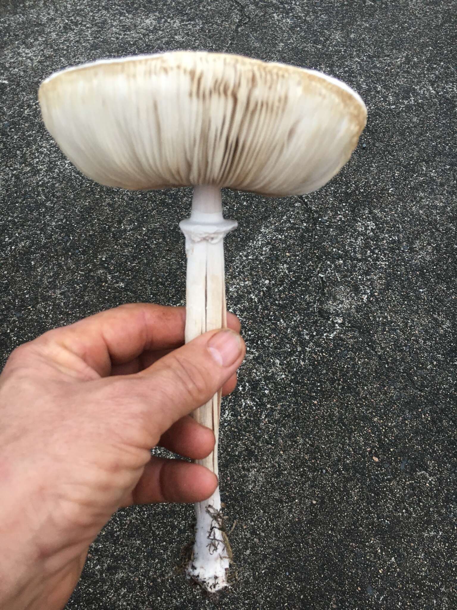 Image of Macrolepiota dolichaula (Berk. & Broome) Pegler & R. W. Rayner 1969