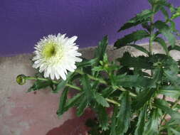 Image of max chrysanthemum