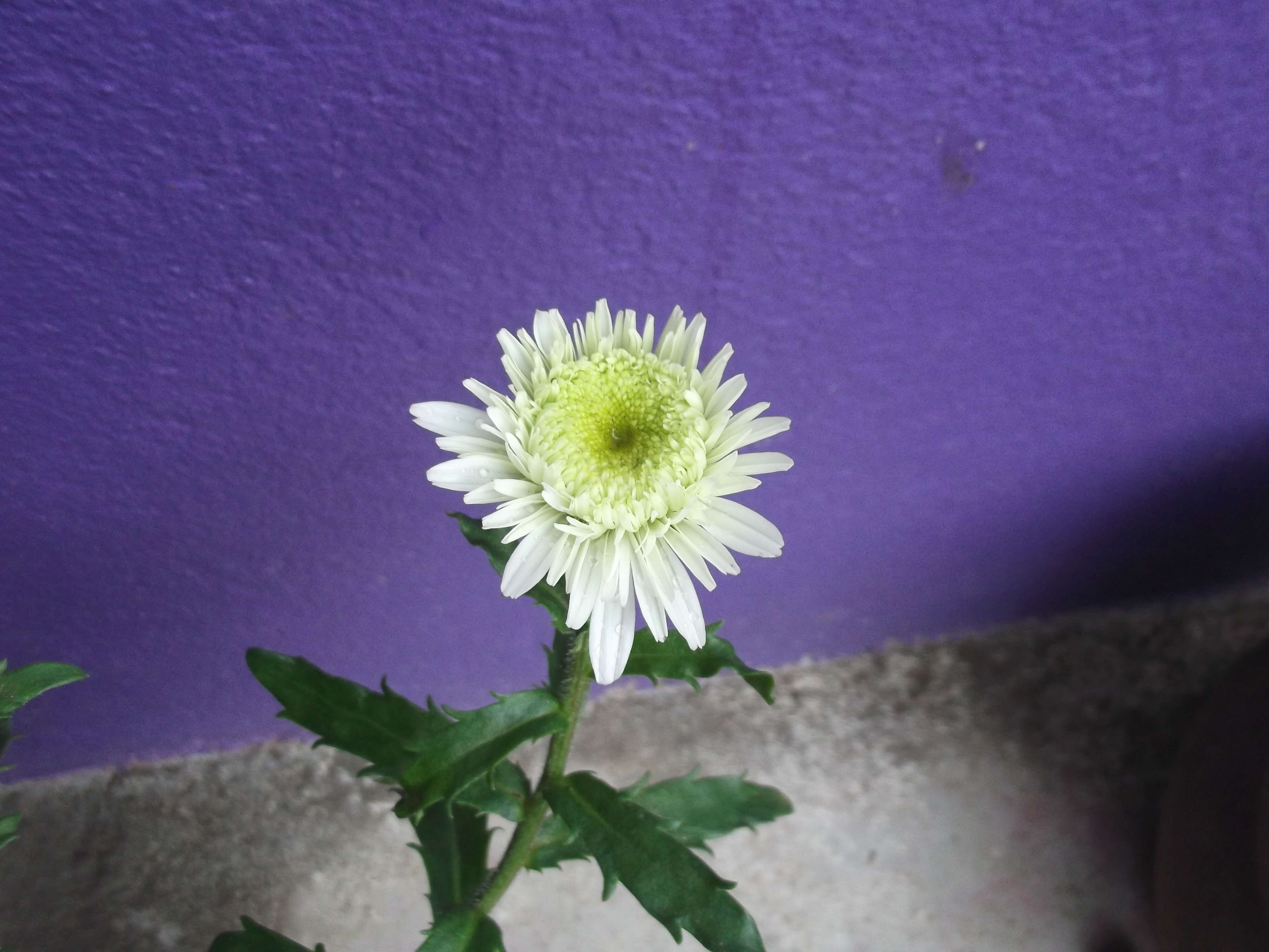 Image of max chrysanthemum