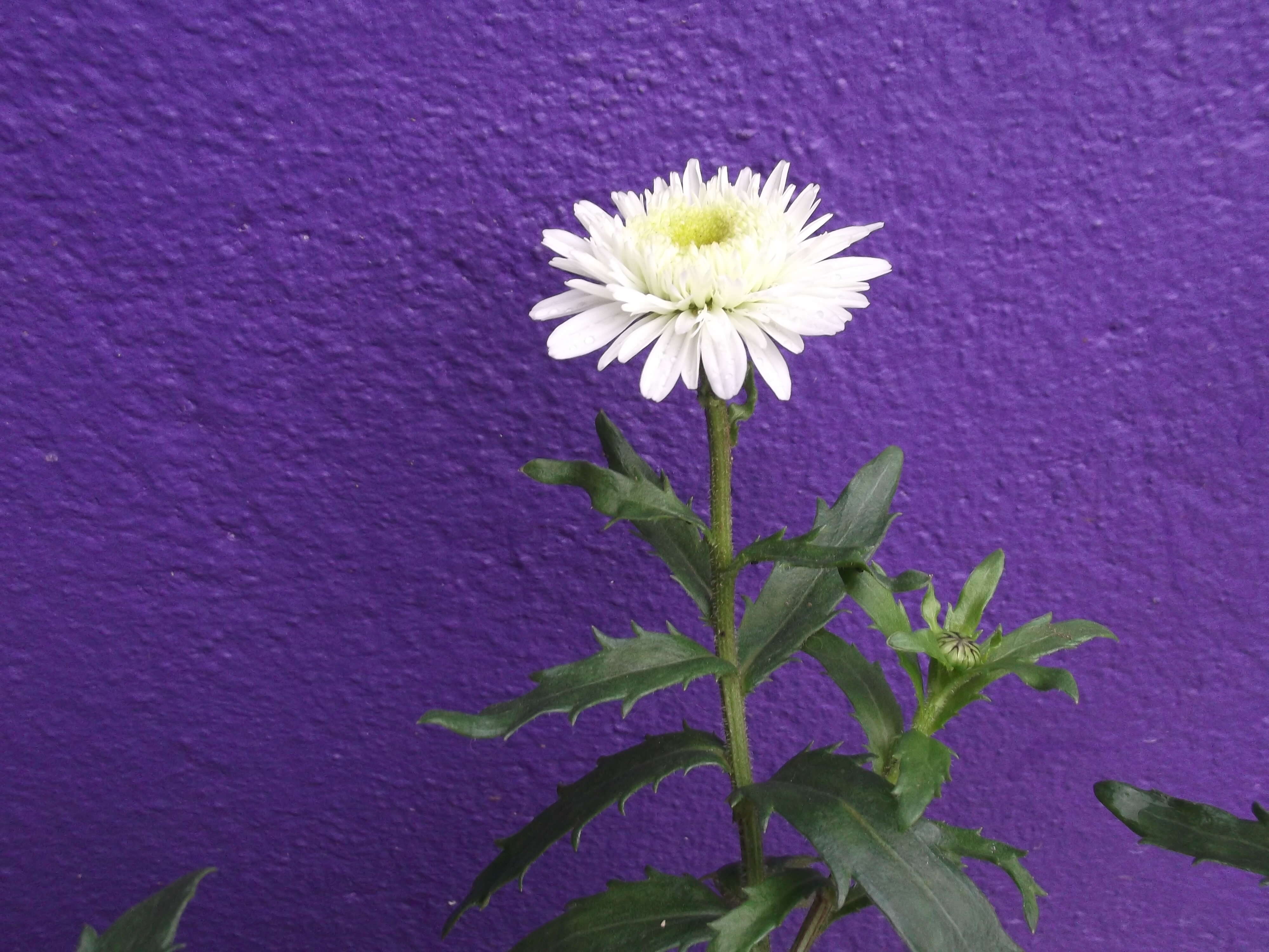 Image of max chrysanthemum