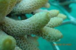 Imagem de Acropora spathulata (Brook 1891)