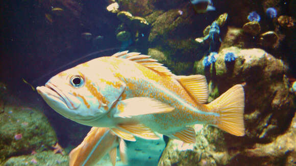 Image of Canary rockfish