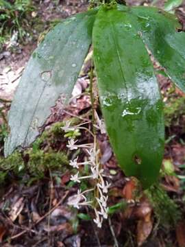 Aerangis macrocentra (Schltr.) Schltr.的圖片