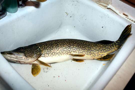 Image of Northern pike