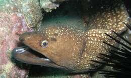 Image of Australian mottled moray