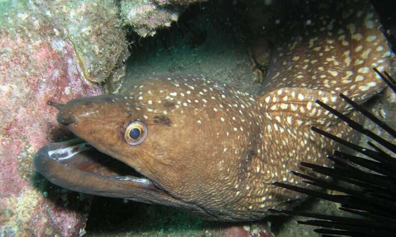 Image of Australian mottled moray