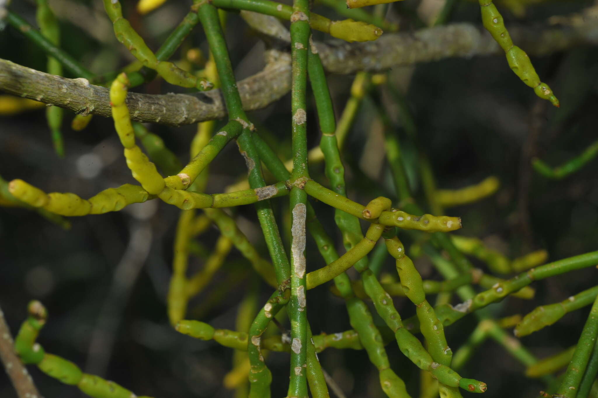 Image of Dendrophthora remotiflora Urb.