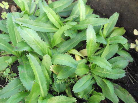 Eryngium foetidum L. resmi