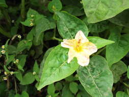 Image of Four o'Clock flower