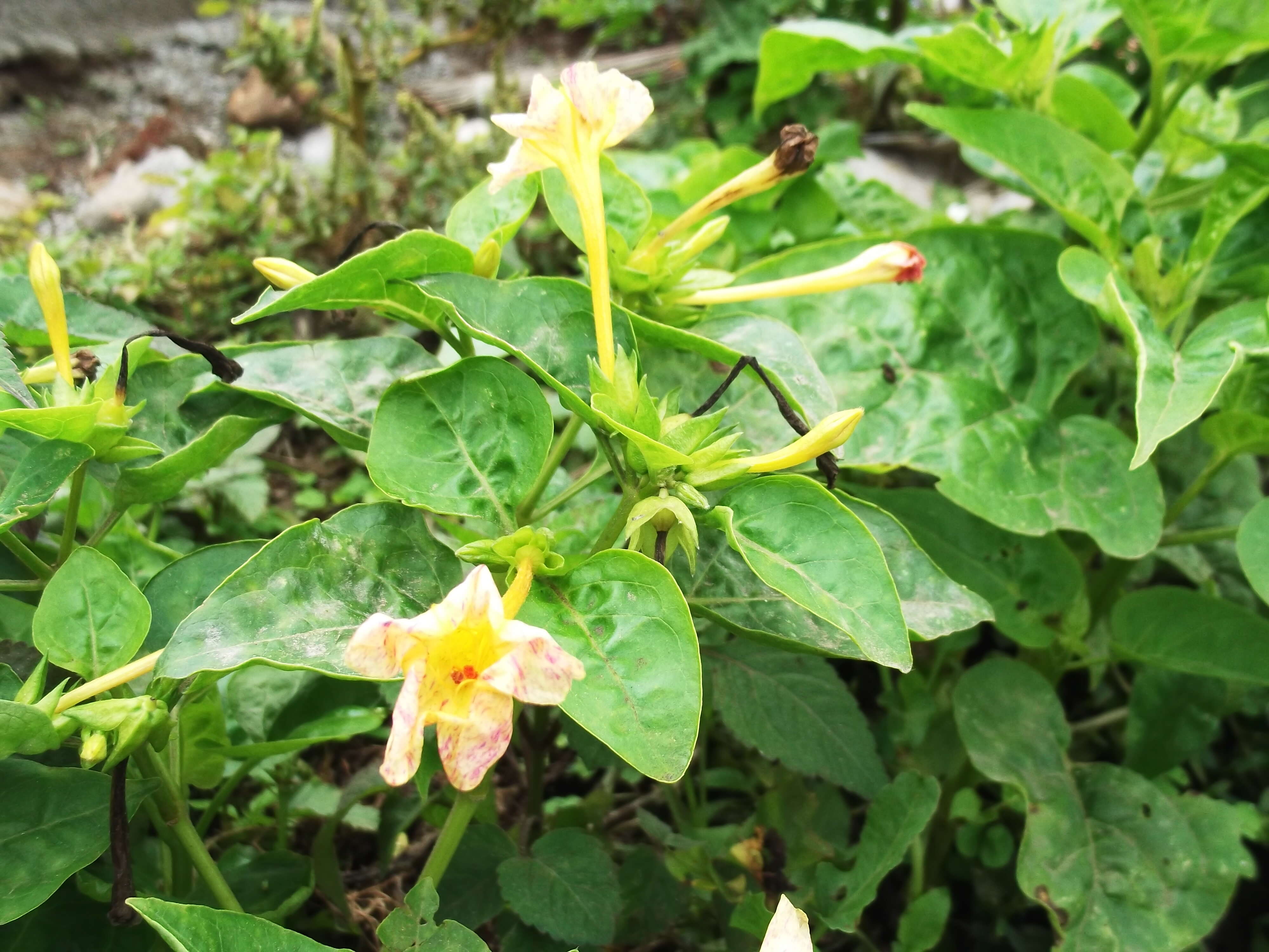 Image of Four o'Clock flower