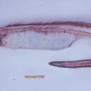 Image of Deepsea conger