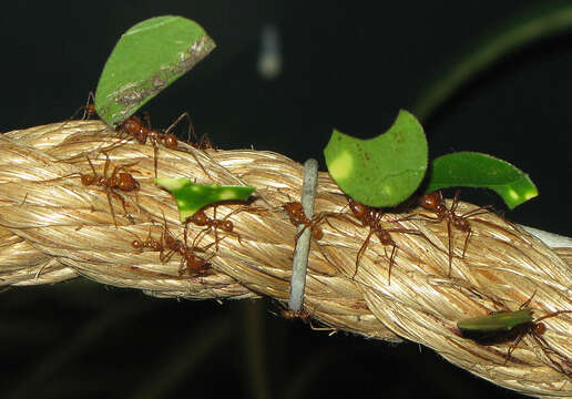 Image of Leaf-cutter ant